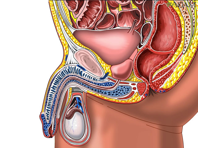 Enlarged prostate Multimedia Encyclopedia Health Information