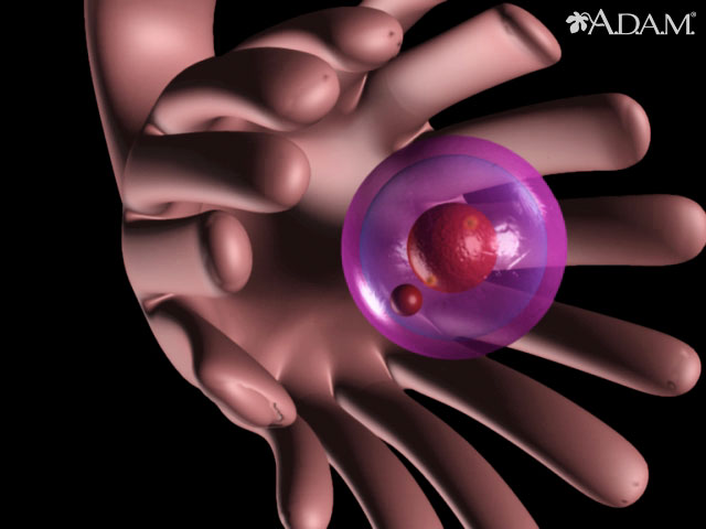 <div class=media-desc><strong>Ovulation</strong><p>This animations shows the process of ovulation (the release a single egg cell from an ovary).</p></div>
