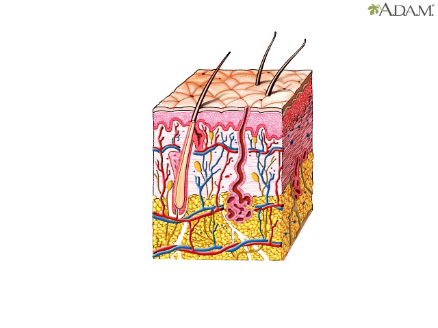 HIE Multimedia - Components of skin