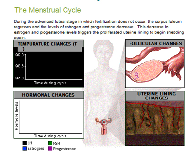 A Woman's Guide to Her Menstrual Cycle, St. Luke's Health