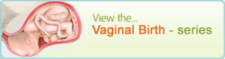 Vaginal Birth - series