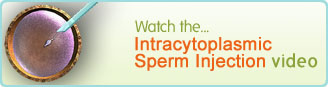 Intracytoplasmic Sperm Injection video