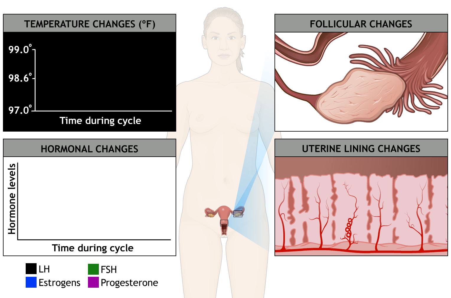 Menstrual Cycle Image