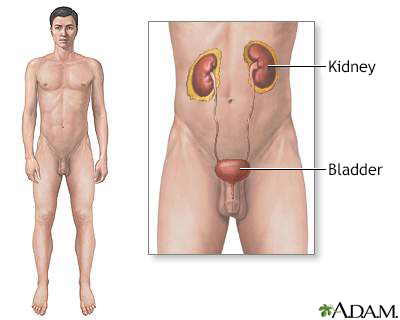 Leukocyte esterase urine test Information | Mount Sinai - New York Leukocyte esterase urine test Information | Mount Sinai - New York