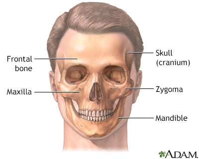 mandible bone head