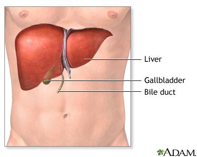 human liver location