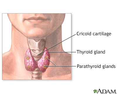 Parathyroidectomy - normal anatomy - Presentation Thumbnail
              