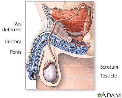 Vasectomy - series - Normal anatomy