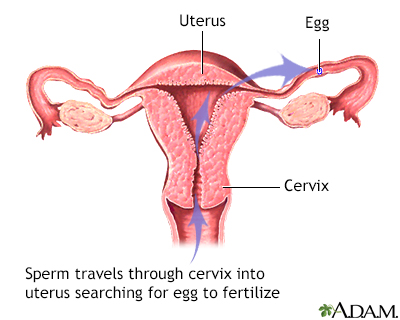 Pathway of sperm