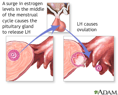 Release of LH