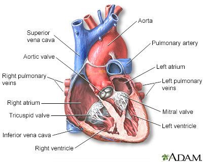 Heart - section through the middle - Illustration Thumbnail
                      