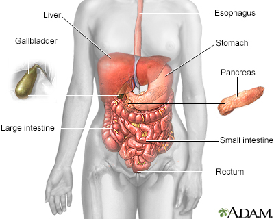 Irritable Bowel Syndrome Information, Can Ibs Cause Large Stools