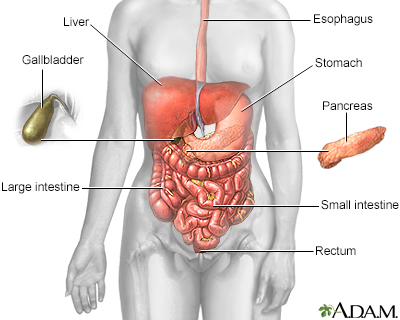 Digestive system - Illustration Thumbnail
              