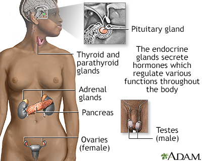 Endocrine glands - Illustration Thumbnail              
