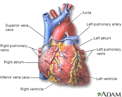 Total Artificial Heart: Procedure and Outlook