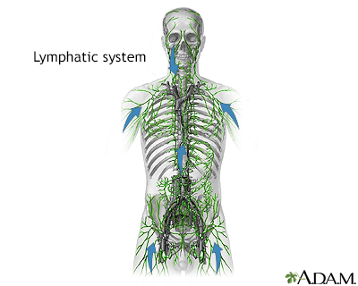 Lymphatic system - Illustration Thumbnail              