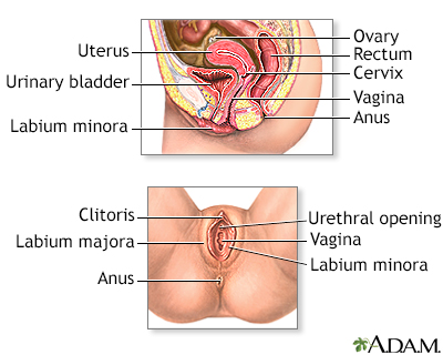 Female reproductive anatomy - Illustration Thumbnail              