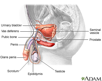 Male reproductive anatomy - Illustration Thumbnail