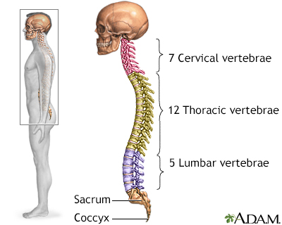 colonne vertébrale squelettique