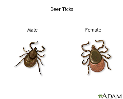 Deer ticks - Illustration Thumbnail
              