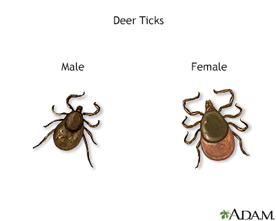 Deer ticks - Illustration Thumbnail              