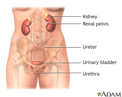 Urge incontinence Information