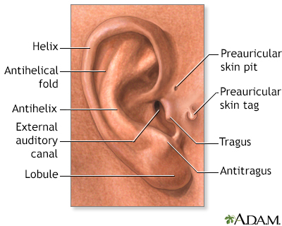 Medical findings based on ear anatomy - Illustration Thumbnail
                      