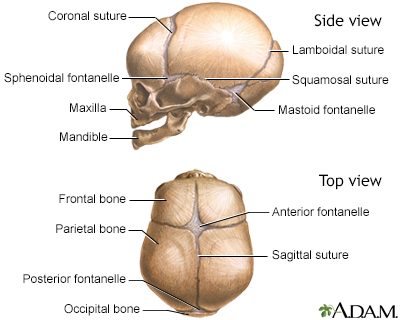 sutures of the fetal skull