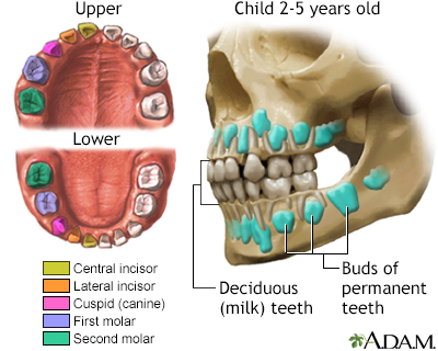Development of baby teeth