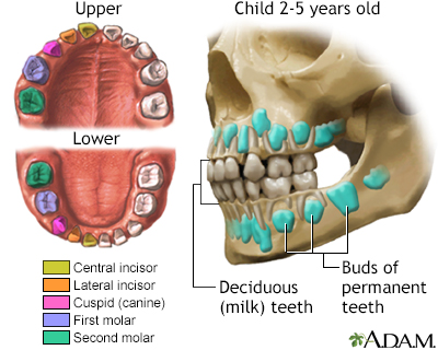 Development of baby teeth - Illustration Thumbnail              