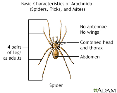 What are black widow spiders?