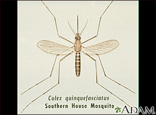 Mosquito, adult - Illustration Thumbnail
                      