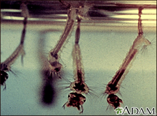 Mosquito, larvae - Illustration Thumbnail
                      