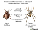 Arthropods, basic features