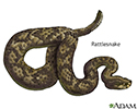 Venomous snakes - Series