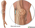 Bursa of the elbow