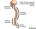 Spinal curves