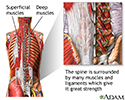 Spine supporting structures