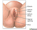 Female perineal anatomy
