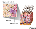 Hair follicle of young person