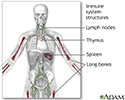 Immune system structures