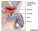 Young male reproductive system