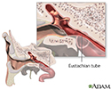 Eustachian tube anatomy