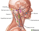 Lymph tissue in the head and neck