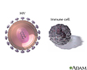 HIV virus and t-cells