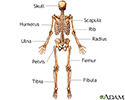 Skeleton (posterior view)