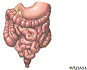 Gastrointestinal tract