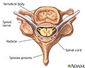 椎骨和脊神经