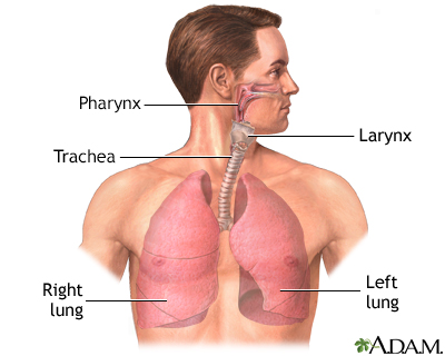 Lung transplant - series - Illustration Thumbnail
              
