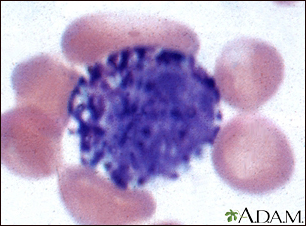 basophils neutrophils lymphocytes monocytes eosinophils